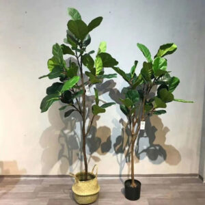 FIDDLE LEAF FIG TREE