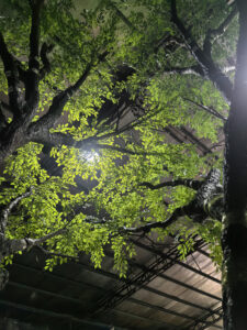 Circular steel base for a custom artificial banyan tree in a small planter